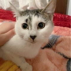 ハート柄がある小さめの女の子