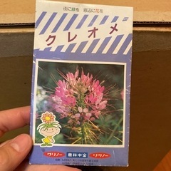 クレオメの種　植物　ガーデニング