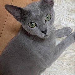 美男子のロシアンブルー