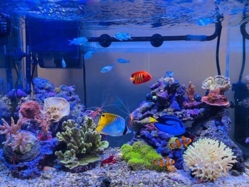 海水魚飼育フルセット（生体、サンゴセット）
