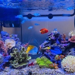 海水魚飼育フルセット（生体、サンゴセット）