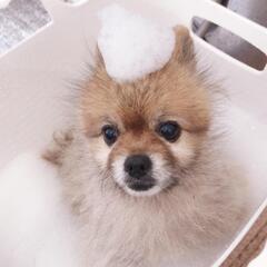 トリマー、トリミングアシスタント募集！！の画像