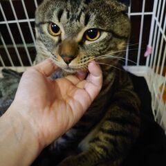 スコティッシュオス折れ耳飼育放棄現場から保護