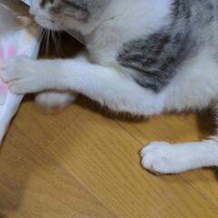 決まりました。保護猫の譲渡です。届出済