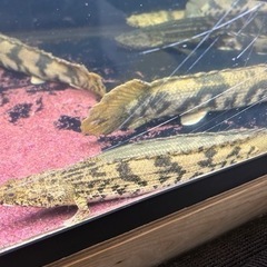 ポリプテルス の画像