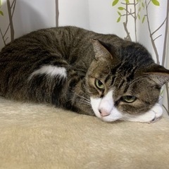 可愛がってくれる方！お願い致します！