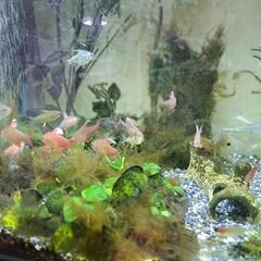 お取引中　NISSO 90cm水槽　熱帯魚　台セットの画像