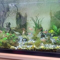 お取引中　NISSO 90cm水槽　熱帯魚　台セットの画像