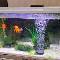 お取引中　GEX水槽　金魚2匹　セットの画像