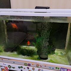 お取引中　GEX水槽　金魚2匹　セットの画像