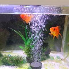 お取引中　GEX水槽　金魚2匹　セットの画像