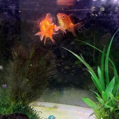 お取引中　GEX水槽　金魚2匹　セットの画像