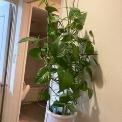 観葉植物　ポトスタワー　