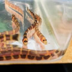 クーリーローチ ニョロニョロかわいい(熱帯魚　アクアリウム　ドジョウ)
