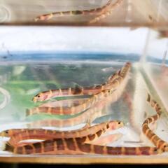 クーリーローチ ニョロニョロかわいい(熱帯魚　アクアリウム　ドジョウ)の画像