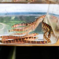 クーリーローチ ニョロニョロかわいい(熱帯魚　アクアリウム　ドジョウ)の画像