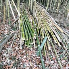[まだあります] 竹  真竹  竹炭など
