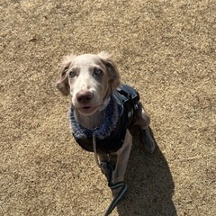 犬のご飯に