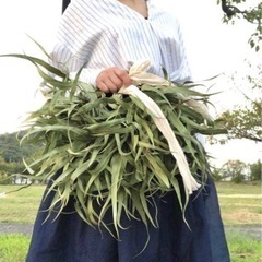 レモンユーカリ　mdjの画像