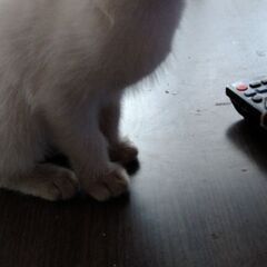 子猫たちの家族になってくれる方探しています。