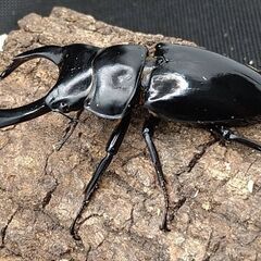 ネパールコクワガタ（ネパレンシス）　初2令幼虫