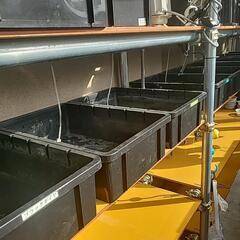 メダカの棚の画像