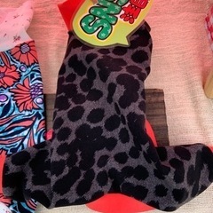 犬服モデルを募集します。