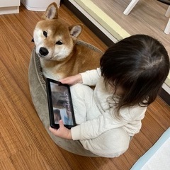 柴犬　オス　赤毛