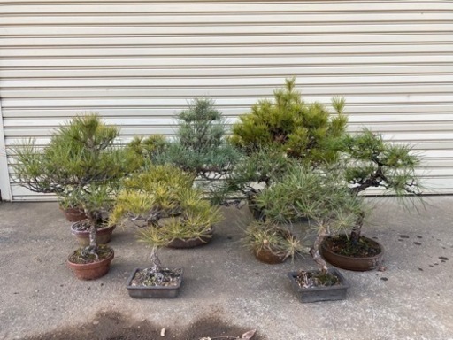 黒松赤松盆栽