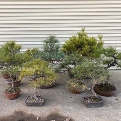 黒松 15年 早く引き取りにきてくれる方！