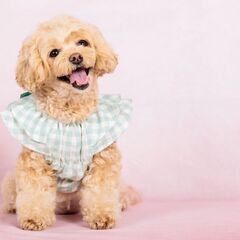 2/12 単発アルバイトスタッフ募集 わんちゃん撮影会の受付・ご案内