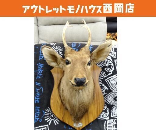 お値下げ！ 鹿 剥製 ハンティングトロフィー 木製台 コレクション オブジェ 壁掛け 店舗什器 札幌市 西岡店