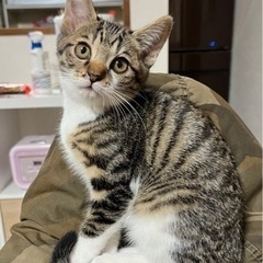 受付け一時中止　2ヶ月子猫　警察届け済み