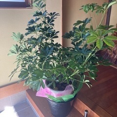ホンコンカポック③ 観葉植物