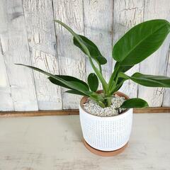 フィロデンドロン インペリアルグリーン　観葉植物