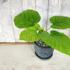 フィカス ウンベラータ　観葉植物