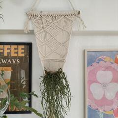 リプサリス キルベルギー　観葉植物