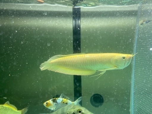 引き取り限定　シルバーアロワナ