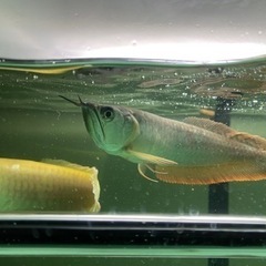 引き取り限定　シルバーアロワナの画像