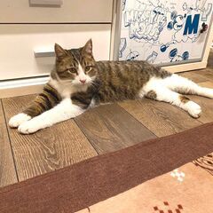 in瀬戸市☆続・初猫!!子猫がいる臨時譲渡会2023年1月28日...