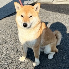 飼育困難者からの依頼です