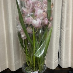 シンビジューム