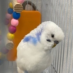 セキセイインコの里親さま募集中！！