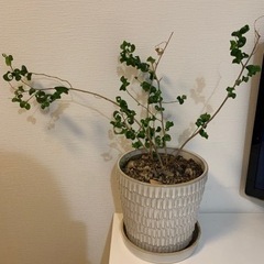 植物（自宅まで取りに来れる方にお渡しします）の画像