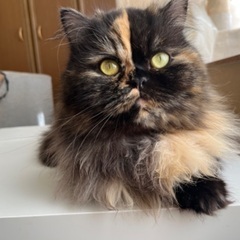 4歳　3歳　女の子　猫