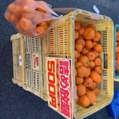 【有田みかん　詰め放題】 - 大阪市