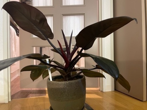 フィロデンドロン　観葉植物　※鉢ごと