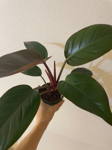 フィロデンドロン　観葉植物
