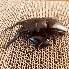 ギラファノコギリクワガタ　ケイスケ　フローレス幼虫１０頭
