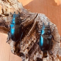 ギラファノコギリクワガタ　ケイスケ　フローレス幼虫１０頭の画像